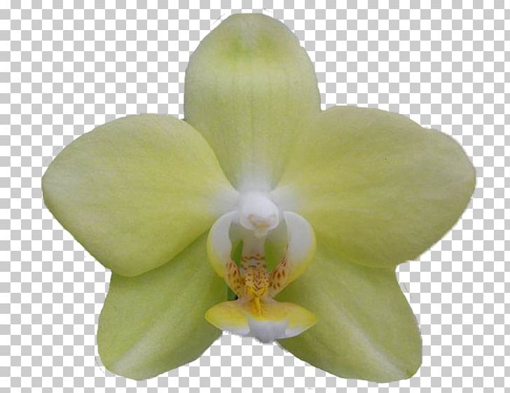 Moth Orchids Cattleya Orchids PNG, Clipart, Cattleya, Cattleya Orchids, Flower, Flowering Plant, Moth Orchid Free PNG Download