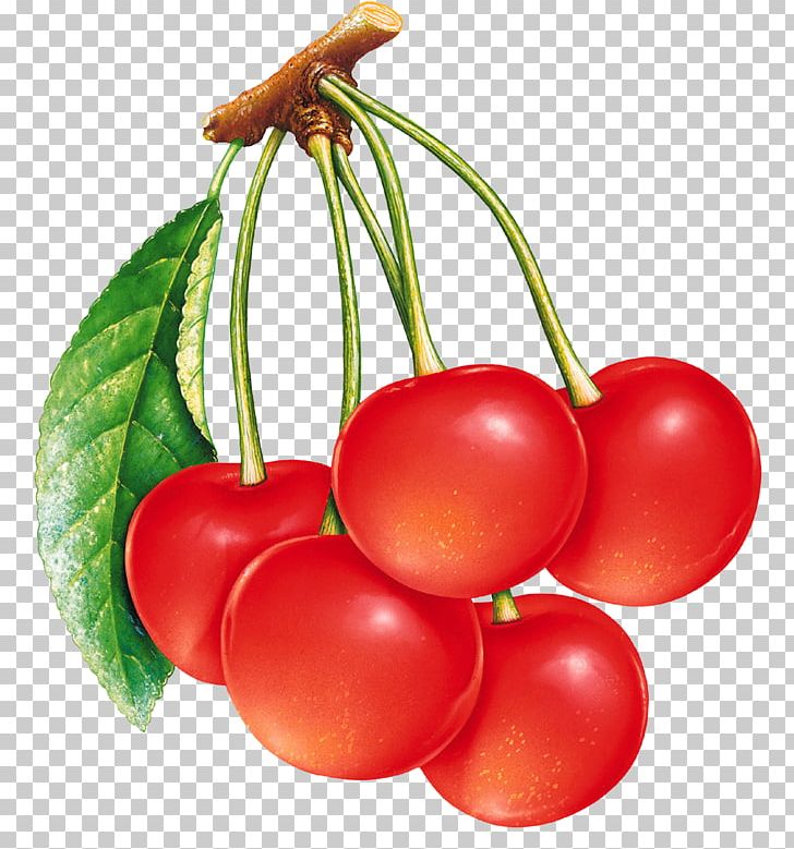 Strawberry Fruit Drawing Cherry PNG, Clipart, Berry, Bush Tomato, Cerasus, Cherry, Child Free PNG Download