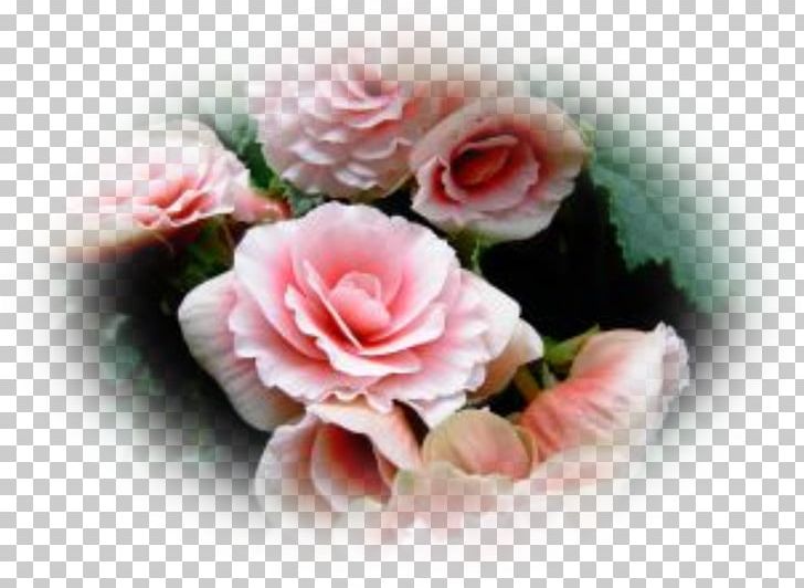 Tuberous Begonias Elatior Begonia Wax Begonia Cyclamen Flower PNG, Clipart, Artificial Flower, Cut Flowers, Cyclamen, Elatior Begonia, Floral Design Free PNG Download