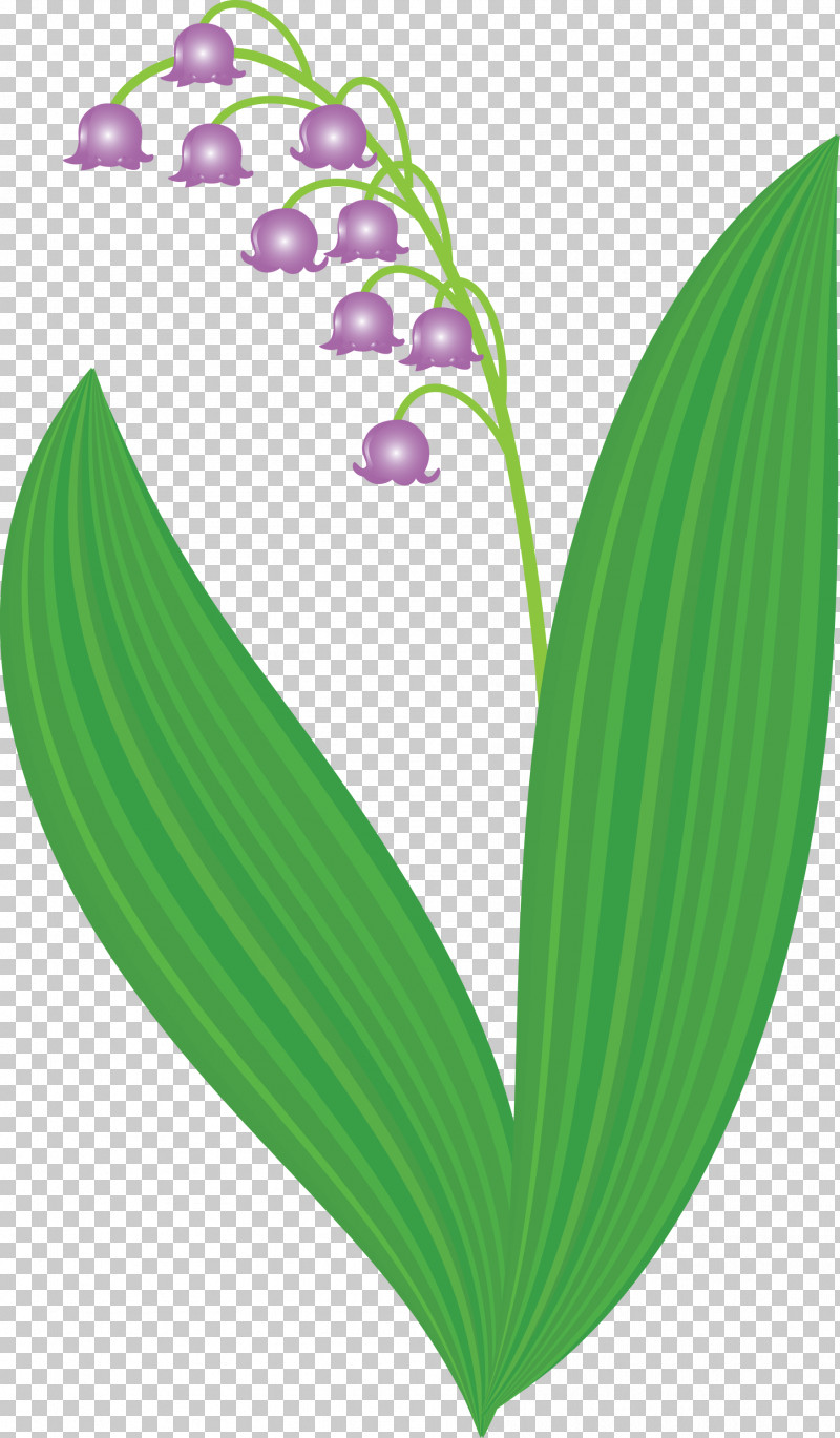 Lily Bell Flower PNG, Clipart, Flower, Leaf, Lily Bell, Lily Of The Valley, Plant Free PNG Download