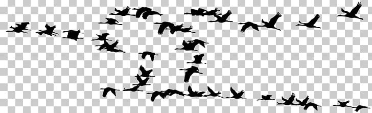 Crane Bird Migration Flock Silhouette PNG, Clipart, Animal Migration, Beak, Bird, Bird Migration, Black Free PNG Download