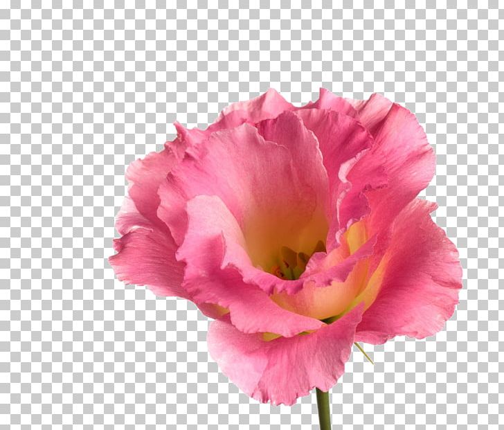 Rosa Chinensis PNG, Clipart, Annual Plant, Cartoon Couple, Cut Flowers, Encapsulated Postscript, Flower Free PNG Download