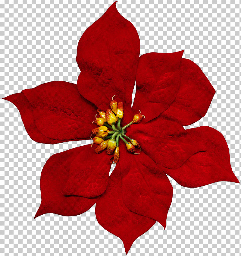 Flower Petal Red Plant Poinsettia PNG, Clipart, Cinquefoil, Flower, Perennial Plant, Petal, Plant Free PNG Download