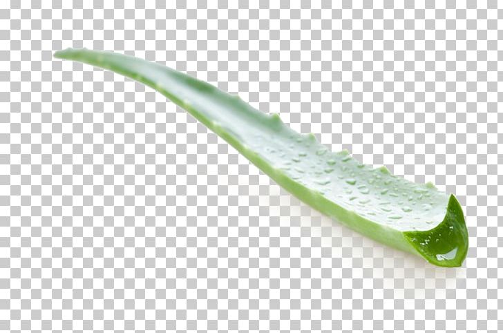 Aloe Vera Aloe Arborescens Kniphofia Uvaria Aloe Polyphylla Aloin PNG, Clipart, Acne, Aloe, Aloe Arborescens, Aloe Plant, Aloe Vera Free PNG Download