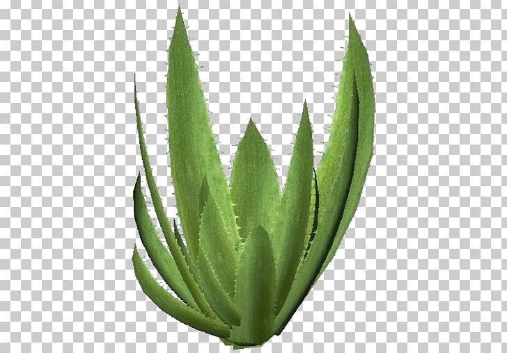 Aloe Vera Succulent Plant Agave Azul Xanthorrhoeaceae PNG, Clipart, Agave, Agave Azul, Agave Nectar, Aloe, Aloe Vera Free PNG Download
