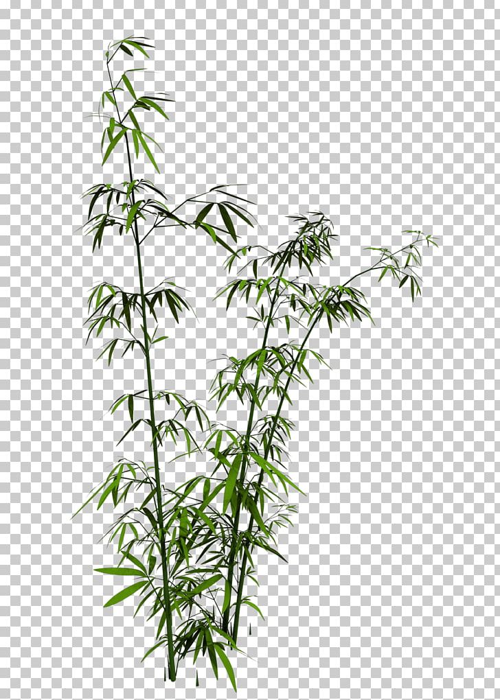 Bamboo Drawing PNG, Clipart, Bamboo, Cartoon, Download, Drawing, Editing Free PNG Download