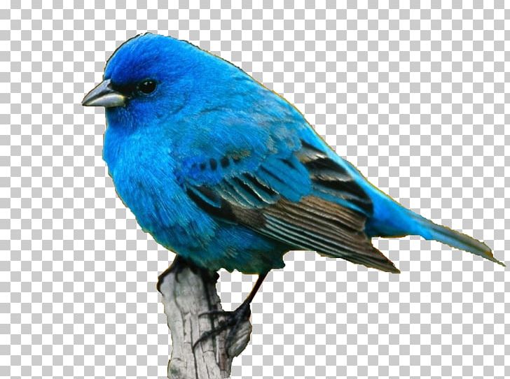 Bird Scarlet Tanager Desktop Avialae PNG, Clipart, Animals, Avialae, Beak, Bird, Bluebird Free PNG Download