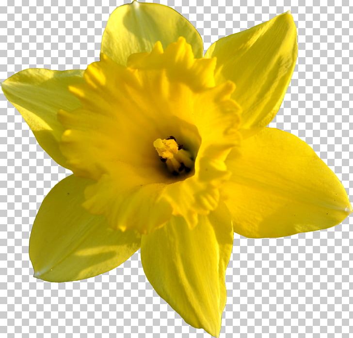 Daffodil PNG, Clipart, Amaryllis Family, Blog, Bulb, Daffodil, Daffodil Pictures Free PNG Download