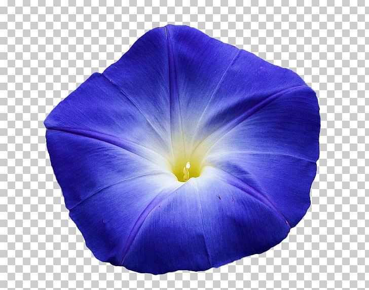 Flower Blue Violet Morning Glory Light PNG, Clipart, 1800flowers, Beach Moonflower, Blue, Blue Violet, Cobalt Blue Free PNG Download