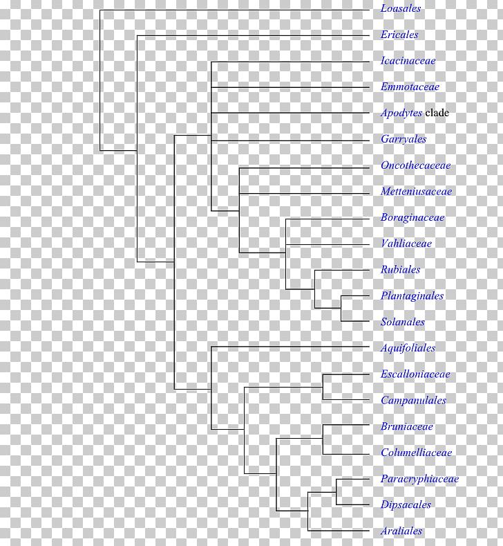 Flowering Plant The Phylogeny Of Angiosperms Amborella Phylogenetics Synapomorphy PNG, Clipart, Amborella, Angle, Aquifoliales, Area, Asteridae Free PNG Download