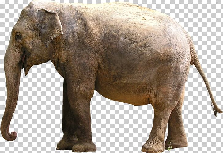 Indian Elephant African Elephant PNG, Clipart, 3d Computer Graphics, African Elephant, Asian Elephant, Desktop Wallpaper, Digital Image Free PNG Download