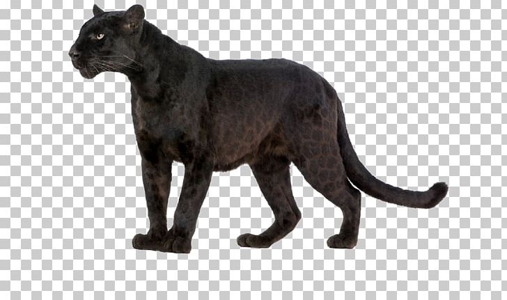Leopard Wildcat Black Panther Felidae PNG, Clipart, Animal, Animal Figure, Animals, Big Cat, Big Cats Free PNG Download