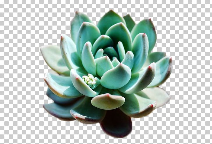 Succulent Plant Flowerpot Haworthia PNG, Clipart, Background Elements, Crassulaceae, Decorative, Decorative Pattern, Elements Free PNG Download