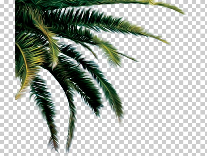 Cargill Coconut Palm Trees PNG, Clipart, Arecales, Branch, Cargill, Coconut, Date Palm Free PNG Download
