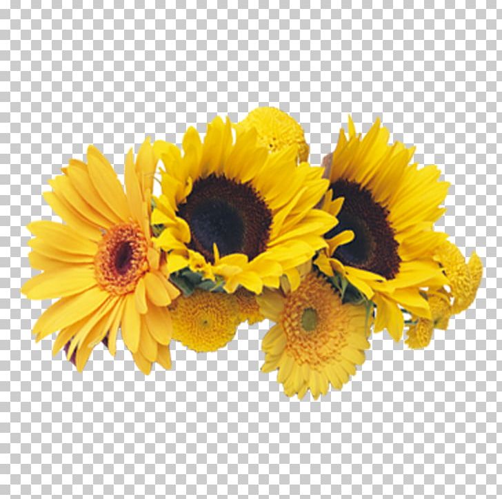 Common Sunflower Chrysanthemum PNG, Clipart, Chrysanthemum Chrysanthemum, Chrysanthemums, Daisy Family, Flower, Flower Arranging Free PNG Download