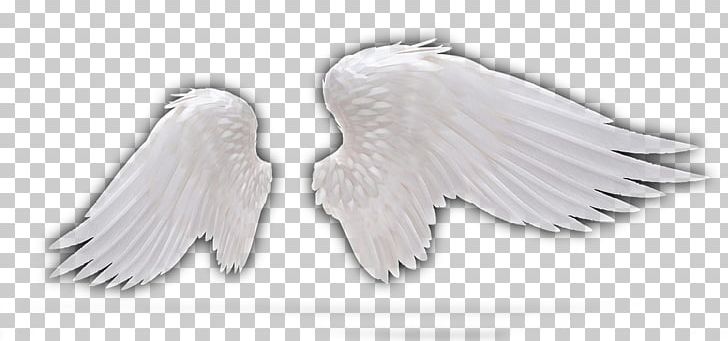 Feather Wing Angel PNG, Clipart, Angel, Angel Feather, Angels, Angel Vector, Angel Wing Free PNG Download
