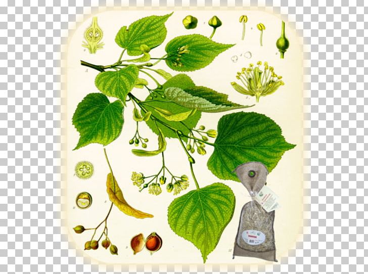 Köhler's Medicinal Plants Tilia Cordata Tree PNG, Clipart,  Free PNG Download