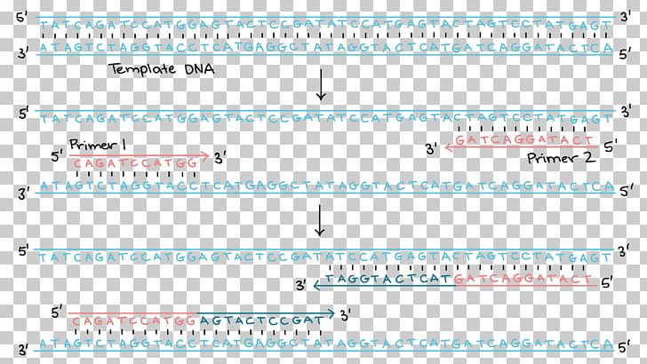 Polymerase Chain Reaction DNA Replication Transcription PNG, Clipart, Angle, Area, Blue, Chain Reaction, Chromosome Free PNG Download