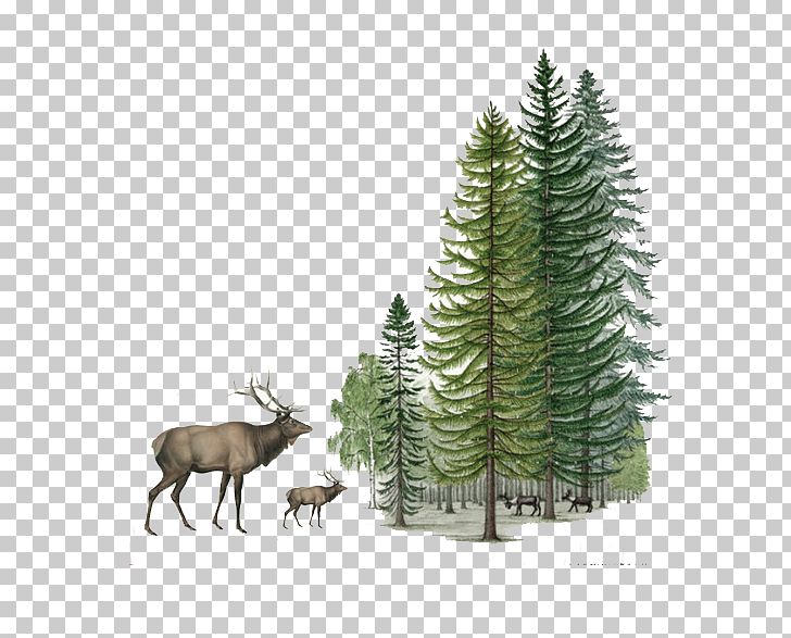 Reindeer Shulin District Sika Deer PNG, Clipart, Animal, Animals, Antler, Branch, Chinese Free PNG Download