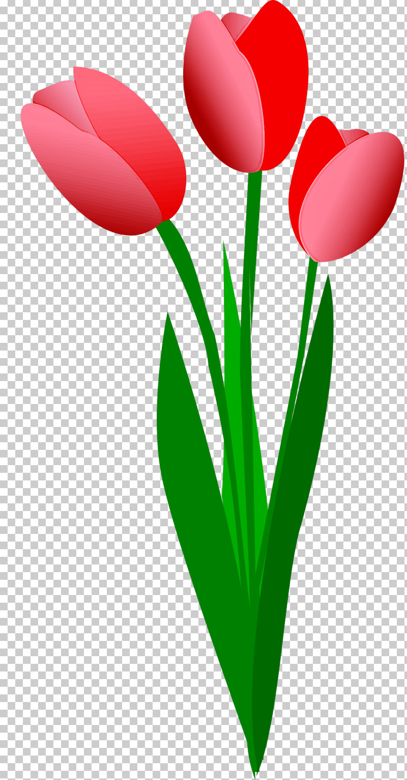 Tulip Red Petal Flower Plant PNG, Clipart, Cut Flowers, Flower, Pedicel, Petal, Plant Free PNG Download