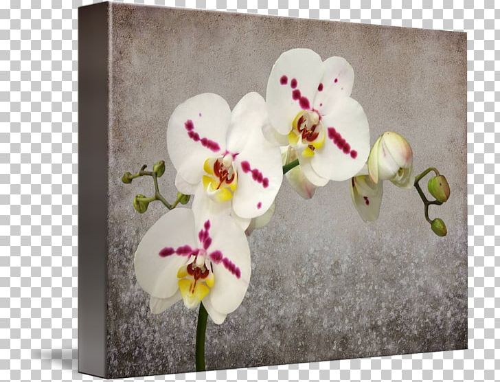 Moth Orchids Floral Design Gallery Wrap Cut Flowers PNG, Clipart, Art, Blossom, Canvas, Cut Flowers, Flora Free PNG Download
