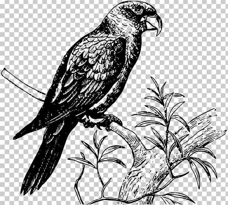 Parrot Bird PNG, Clipart, Animals, Art, Beak, Bird, Bird Of Prey Free PNG Download