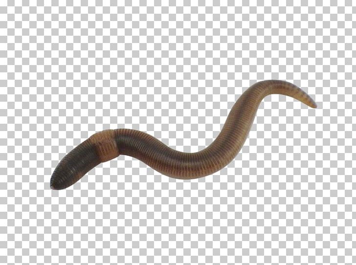 Worm PNG, Clipart, Fisk, Others, Reptile, Terrestrial Animal, Worm Free PNG Download