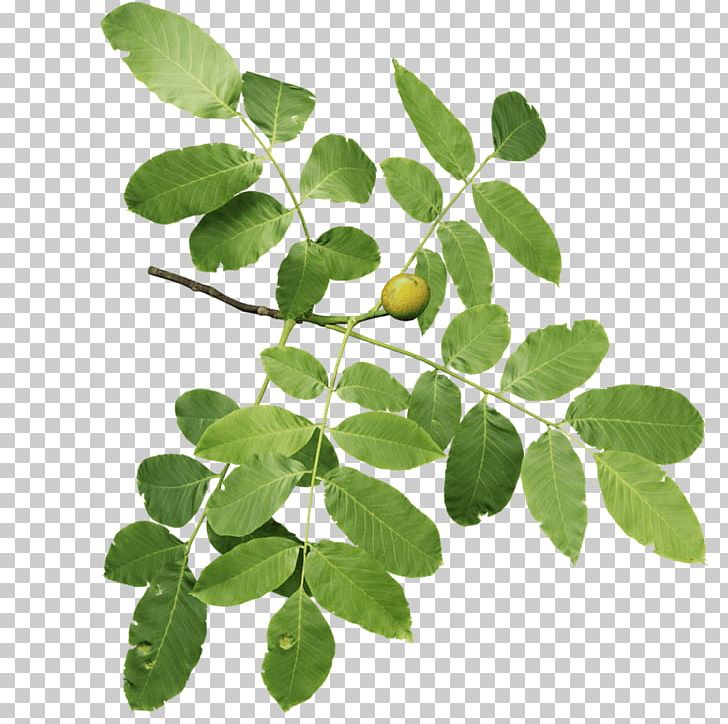 English Walnut English Oak Twig Leaf Tree PNG, Clipart, 3d Computer Graphics, 3d Modeling, Branch, Drumstick Tree, English Oak Free PNG Download