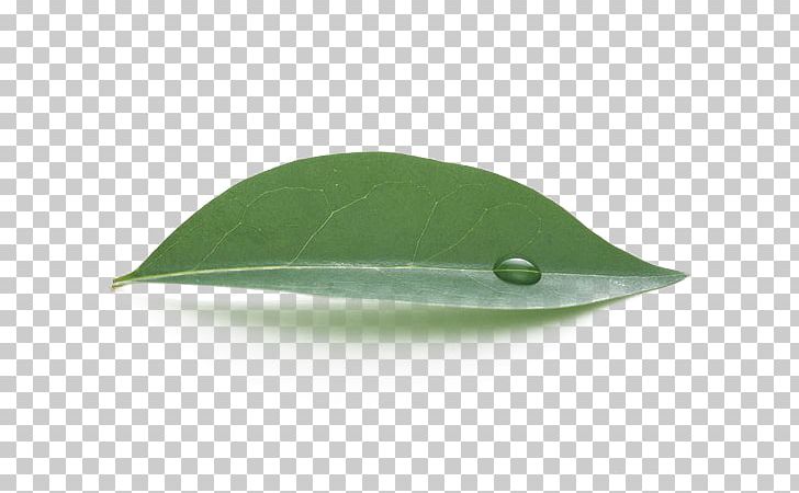 Leaf Green Water PNG, Clipart, Angle, Autumn Leaves, Banana Leaves, Fall Leaves, Grass Free PNG Download