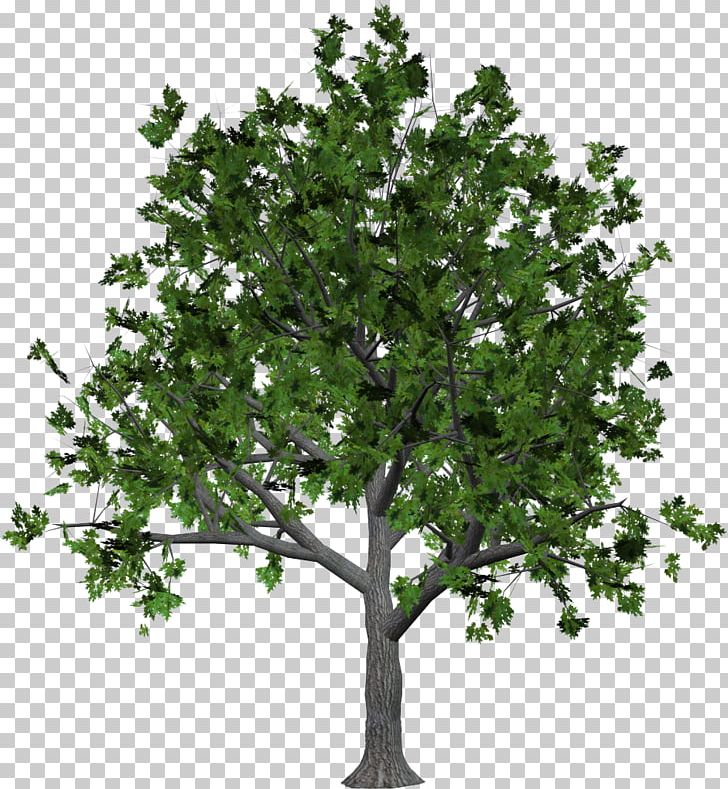 Stock Photography Tree Canopy PNG, Clipart, Branch, Canopy, Evergreen, Fruit Tree, Leaf Free PNG Download