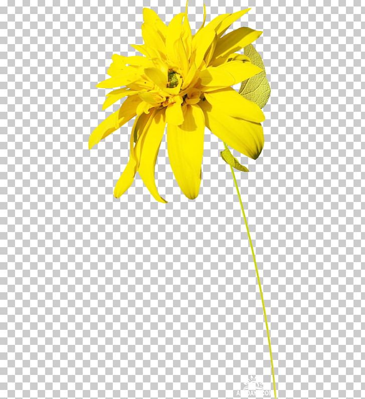 Yellow Flower Digital PNG, Clipart, Cut Flowers, Daisy Family, Digital Image, Flower, Flowering Plant Free PNG Download