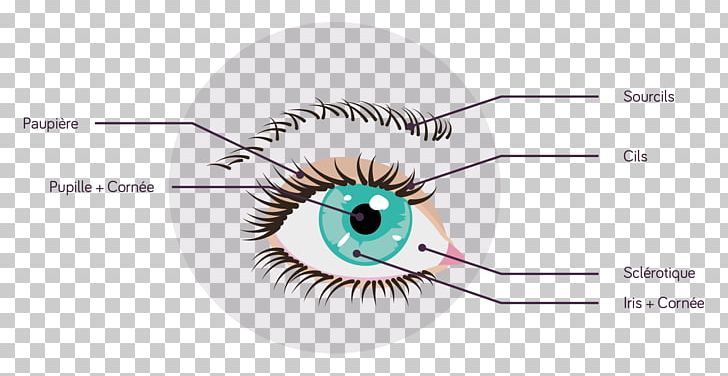 Eyelash Extensions Eyebrow PNG, Clipart, Artificial Hair Integrations, Cosmetics, Eye, Eyebrow, Eyelash Free PNG Download