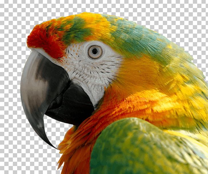 Parrot Bird Scarlet Macaw Blue-and-yellow Macaw PNG, Clipart, Animals, Beak, Bird, Blueandyellow Macaw, Bluethroated Macaw Free PNG Download
