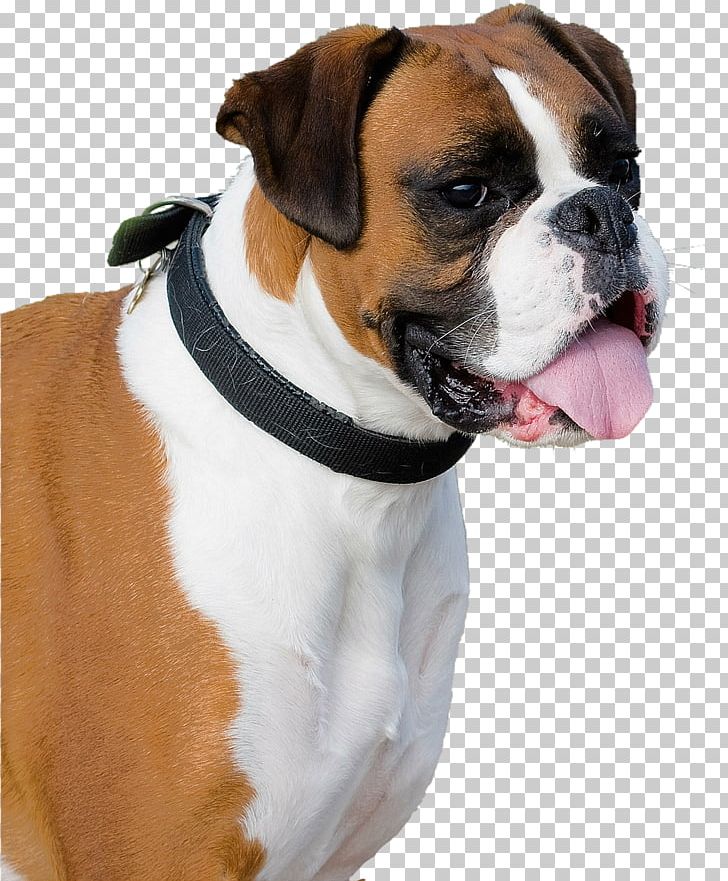 Boxer Old English Bulldog Cordoba Fighting Dog Pug PNG, Clipart, Animal, Animals, Boxer, Breed, Bulldog Free PNG Download