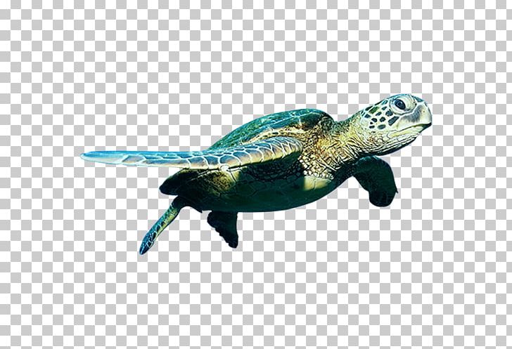 Green Sea Turtle PNG, Clipart, Fauna, Hawksbill Sea Turtle, Leatherback Sea Turtle, Leave, Leave The Material Free PNG Download