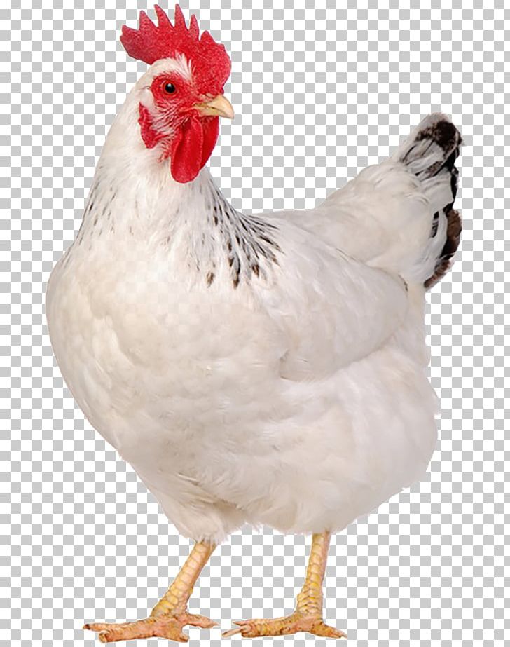 Jersey Giant Egg Chicken Meat Poultry Stock Photography PNG, Clipart, Baby, Beak, Bird, Chicken, Chicken Coop Free PNG Download