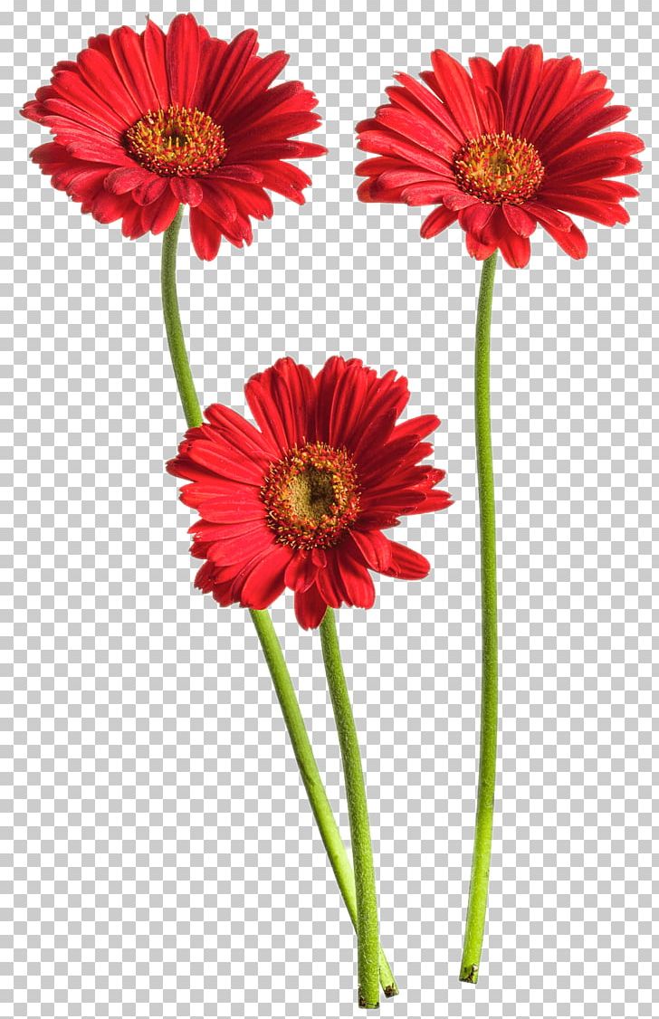 Transvaal Daisy Common Daisy Cut Flowers Red PNG, Clipart, Annual Plant, Blanket Flowers, Blue, Blume, Common Daisy Free PNG Download