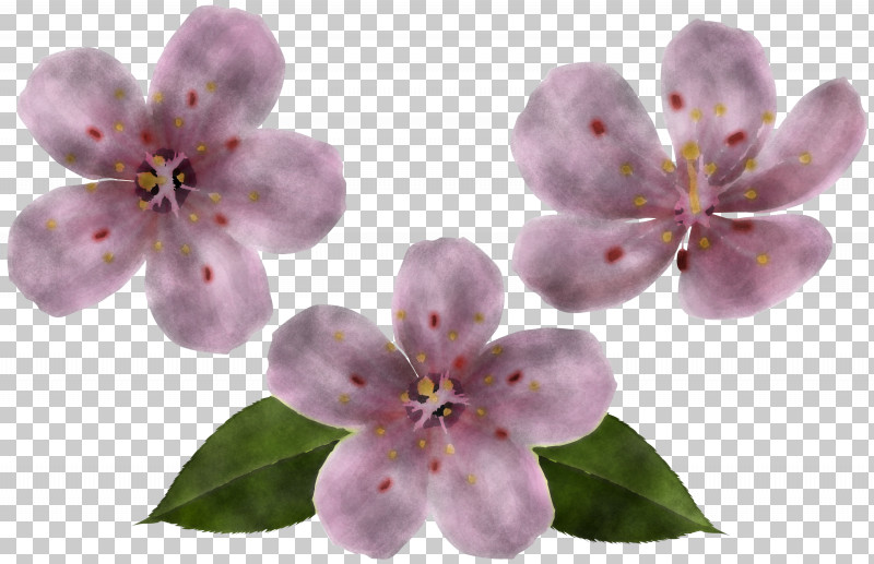 Cherry Blossom PNG, Clipart, Blossom, Cherry Blossom, Flower, Lilac, Petal Free PNG Download