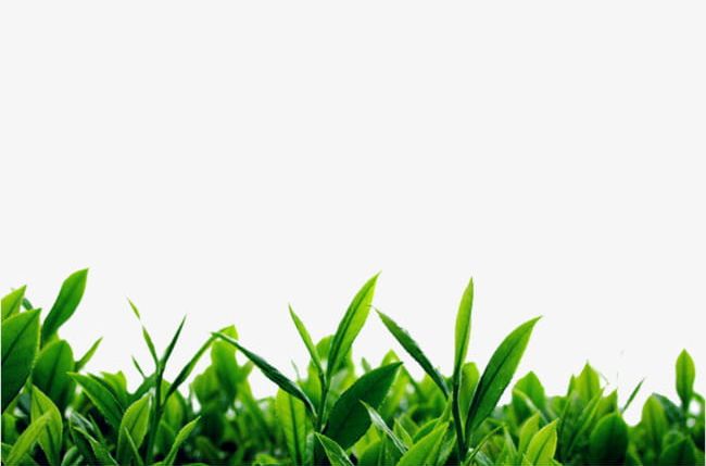 Green Tea Background Material PNG, Clipart, Green, Green Clipart, Green Tea, Green Tea Tree, Material Free PNG Download