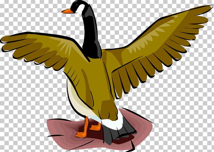 Duck Goose Mallard PNG, Clipart, Animals, Beak, Bird, Canadian, Canadian Goose Free PNG Download
