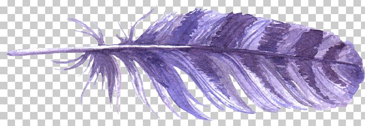 Feather PNG, Clipart, Animals, Blue, Feather, Purple, Violet Free PNG Download