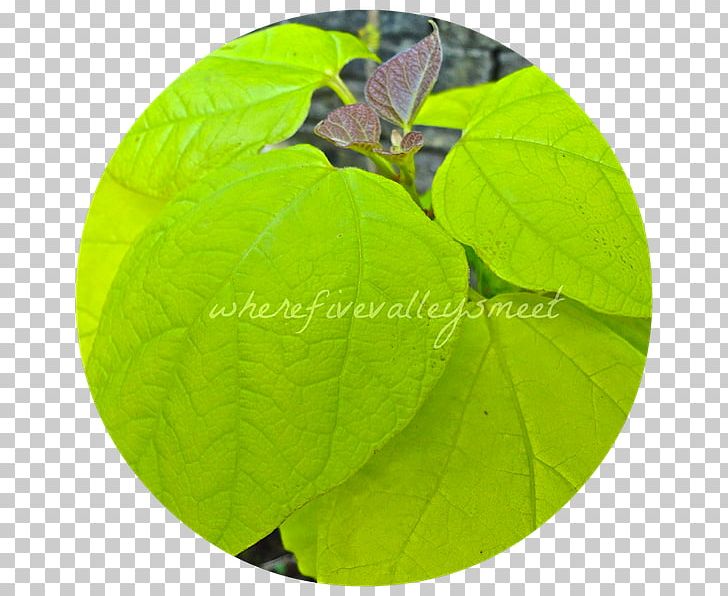Leaf PNG, Clipart, Catalpa, Leaf, Plant Free PNG Download