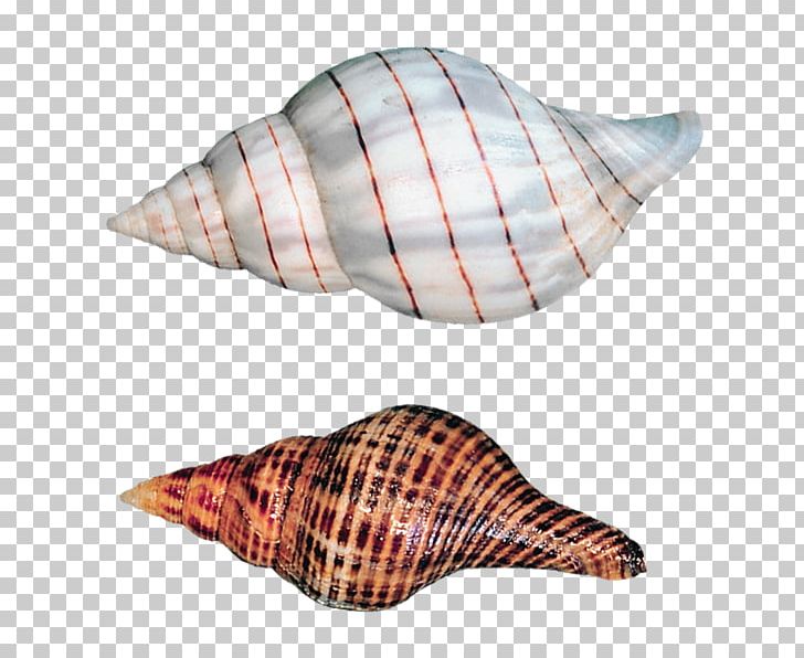 Seashell Sea Snail Gastropod Shell PNG, Clipart, Beach, Conch, Conchology, Gastropod Shell, Invertebrate Free PNG Download