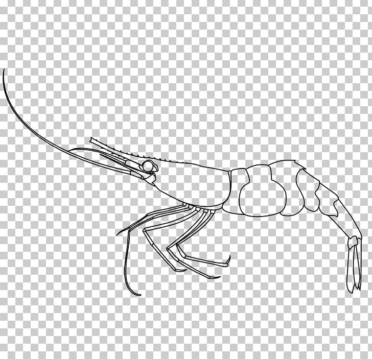 Shrimp Drawing PNG, Clipart, Angle, Animals, Arm, Art, Artwork Free PNG Download