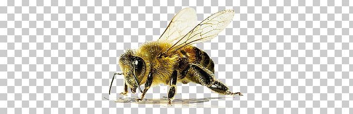 Bee PNG, Clipart, Bee Free PNG Download