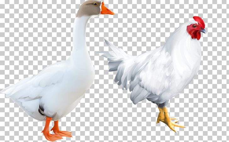 Chicken Domestic Goose Duck Bird PNG, Clipart, 3d Animation, Animal, Animal Material, Animals, Farm Animals Free PNG Download
