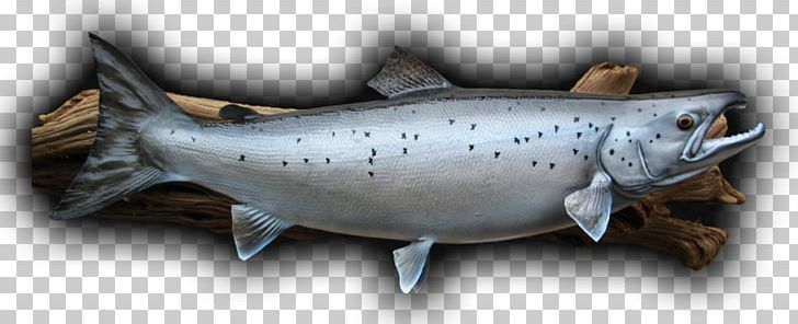 Coho Salmon Smoked Salmon Trout Atlantic Salmon PNG, Clipart, Animals, Atlantic, Atlantic Salmon, Bony Fish, Chinook Salmon Free PNG Download