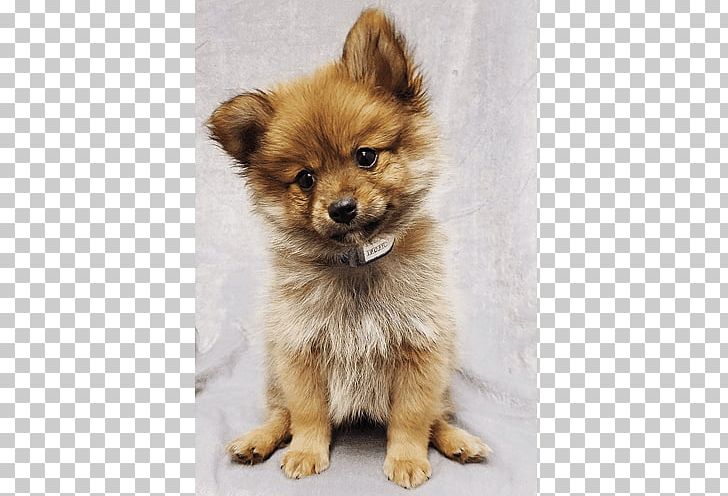 German Spitz Mittel Pomeranian German Spitz Klein Finnish Spitz Eurasier PNG, Clipart, Animals, Breed, Carnivoran, Chihuahua, Companion Dog Free PNG Download