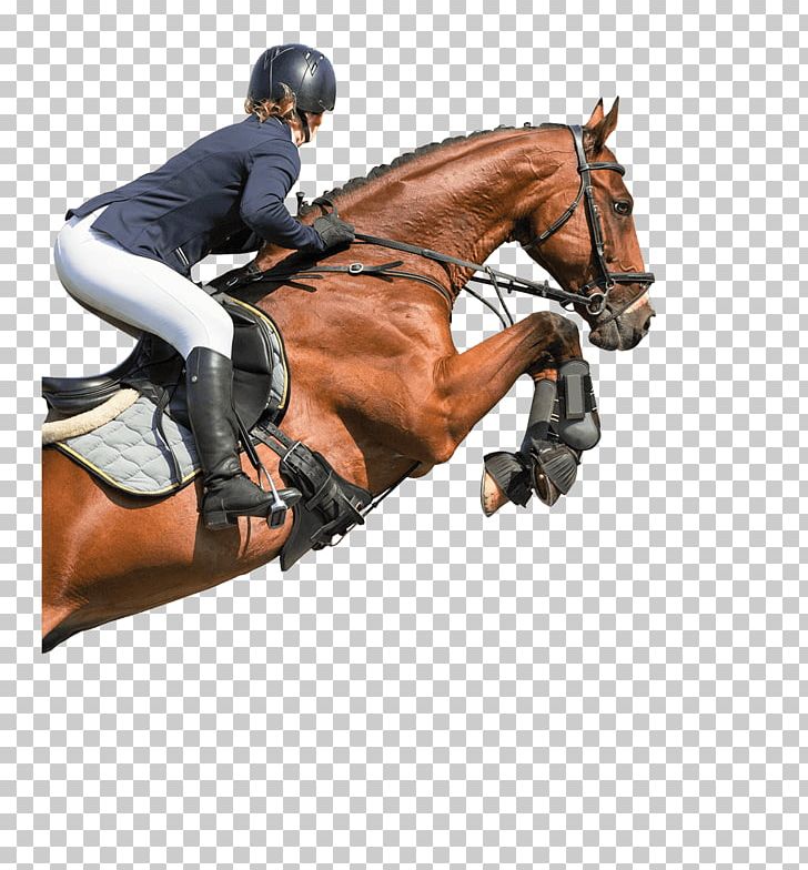 Horse Equestrian Hunt Seat Show Jumping English Riding PNG, Clipart, Animals, Animal Sports, Animal Training, Bahrain, Bit Free PNG Download