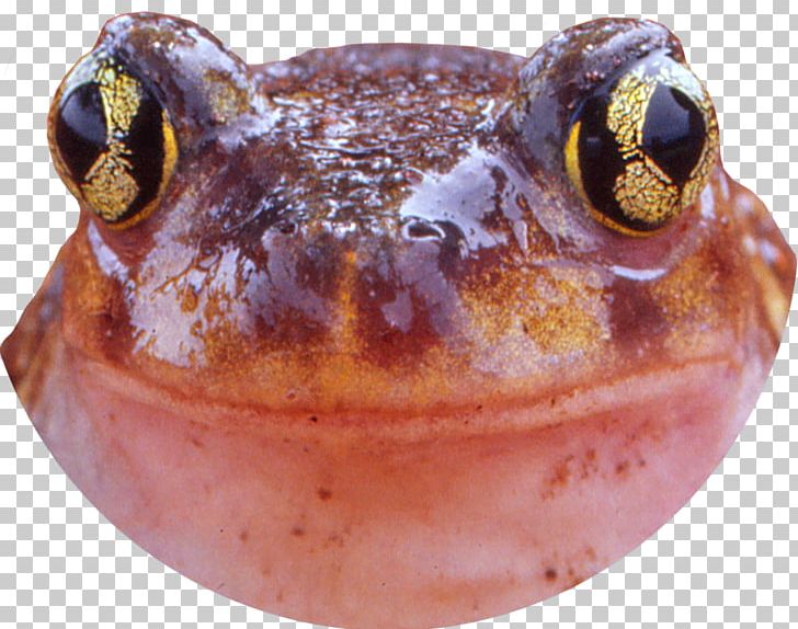 Northern Cricket Frog Tree Frog Toad Southern Cricket Frog PNG, Clipart, Amphibian, Anaxyrus Fowleri, Animals, Chorus Frog, Corn Snake Free PNG Download